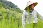 【「山田錦」特A地區：吉川町 VS 東條町 】